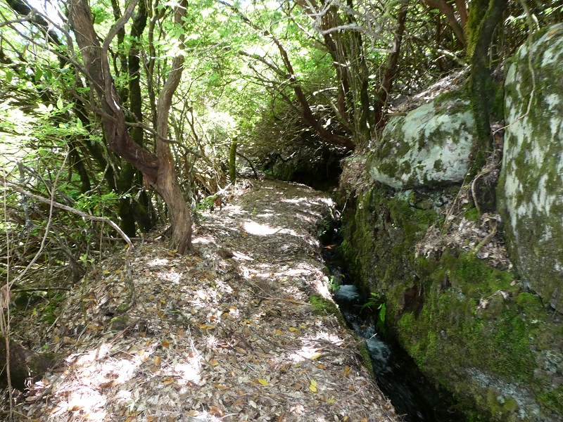 04.07.2018 Rundwanderung entlang und um die Levada dos Marinheiros — Durch Farn, Ginster und Baumheide zur Madre — Foto 34