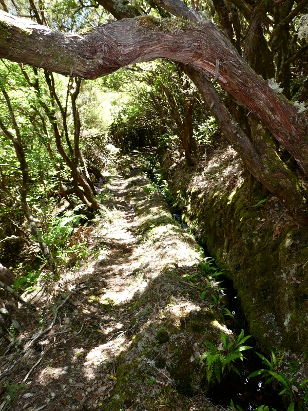 Levada dos Marinheiros — Primeiro na urze arbórea — foto 1