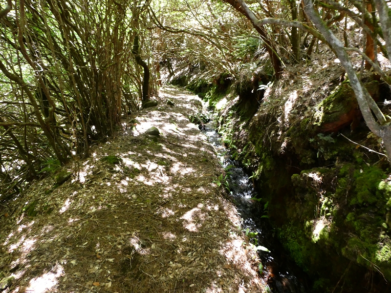Levada dos Marinheiros — Primeiro na urze arbórea — foto 2