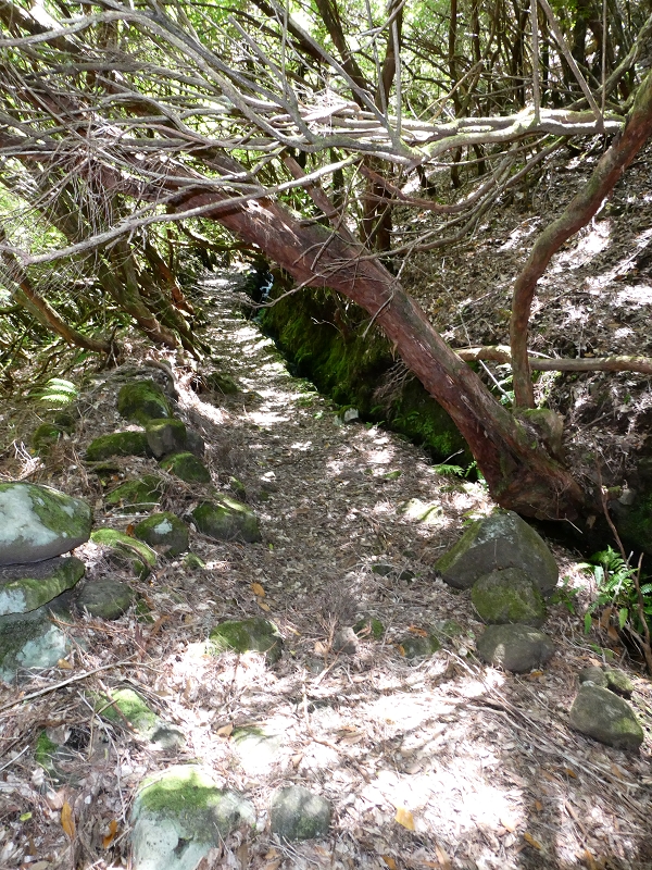Levada dos Marinheiros — Primeiro na urze arbórea — foto 3