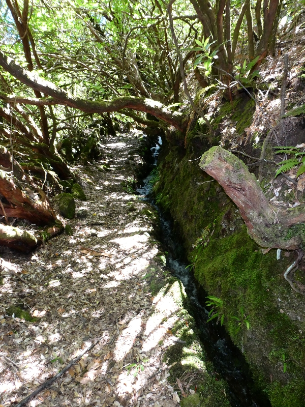 Levada dos Marinheiros — Primeiro na urze arbórea — foto 4