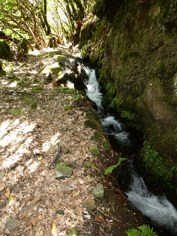 Levada dos Marinheiros — Primeiro na urze arbórea — foto 5
