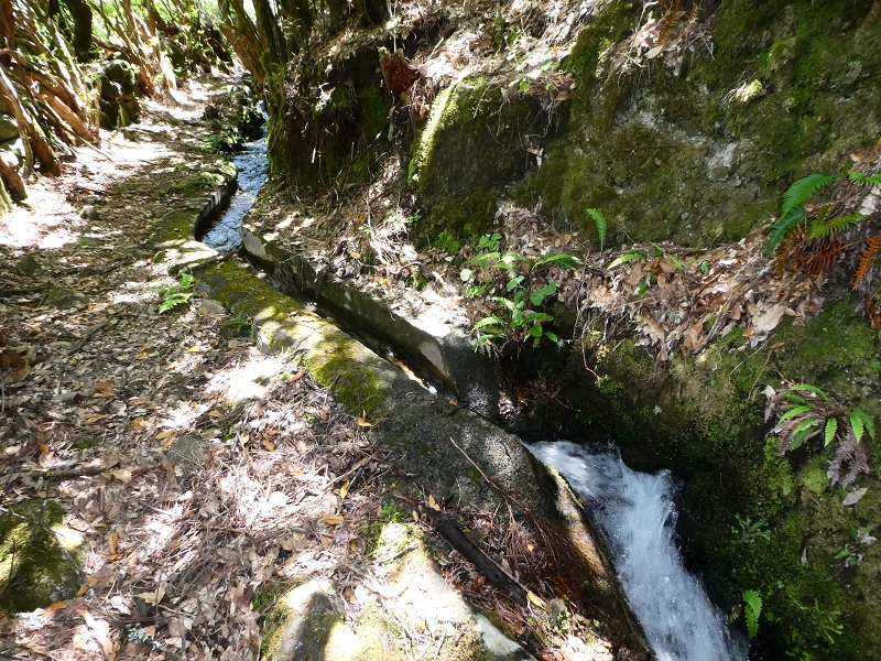04.07.2018 Rundwanderung entlang und um die Levada dos Marinheiros — Durch Farn, Ginster und Baumheide zur Madre — Foto 40