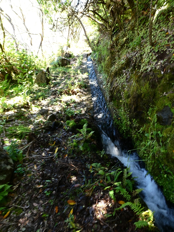 04.07.2018 Rundwanderung entlang und um die Levada dos Marinheiros — Durch Farn, Ginster und Baumheide zur Madre — Foto 41