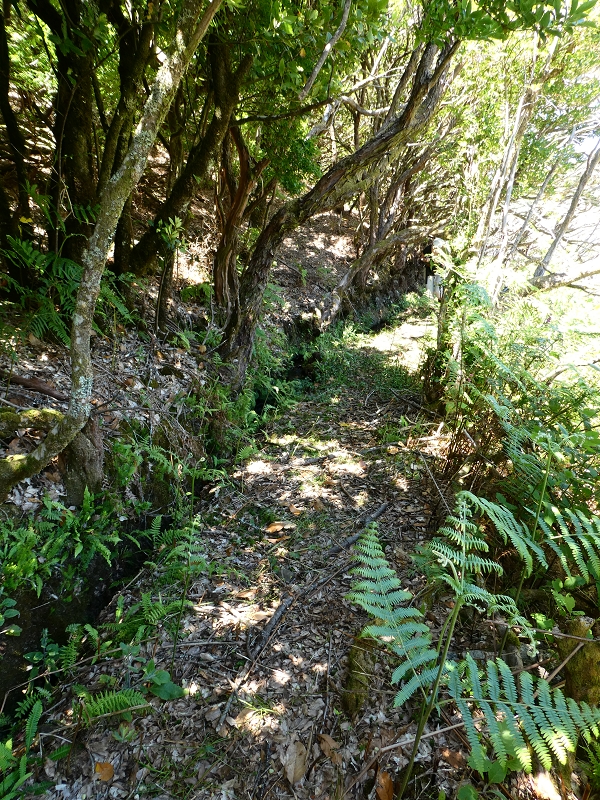 04.07.2018 Rundwanderung entlang und um die Levada dos Marinheiros — Durch Farn, Ginster und Baumheide zur Madre — Foto 42