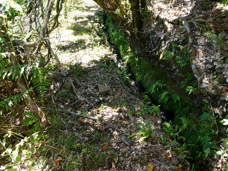 04.07.2018 Rundwanderung entlang und um die Levada dos Marinheiros — Durch Farn, Ginster und Baumheide zur Madre — Foto 43