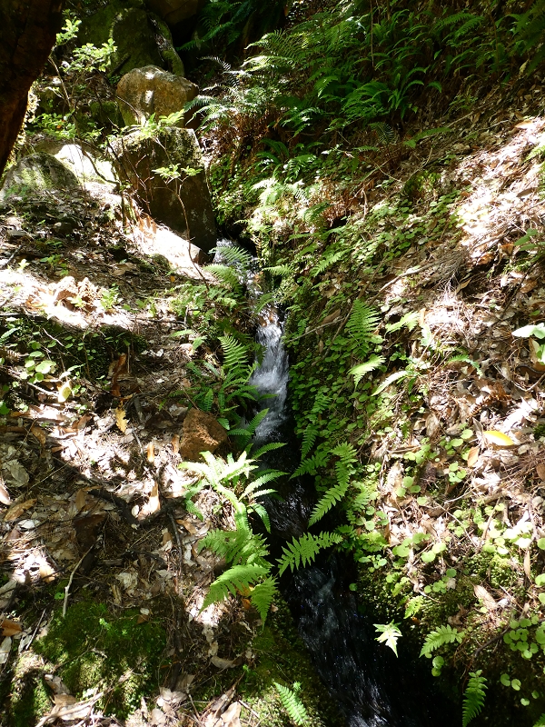 04.07.2018 Rundwanderung entlang und um die Levada dos Marinheiros — Durch Farn, Ginster und Baumheide zur Madre — Foto 44
