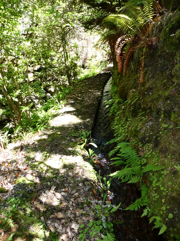 04.07.2018 Rundwanderung entlang und um die Levada dos Marinheiros — Durch Farn, Ginster und Baumheide zur Madre — Foto 45