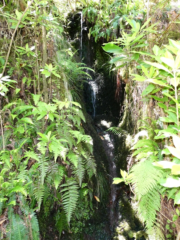 04.07.2018 Rundwanderung entlang und um die Levada dos Marinheiros — Durch Farn, Ginster und Baumheide zur Madre — Foto 46