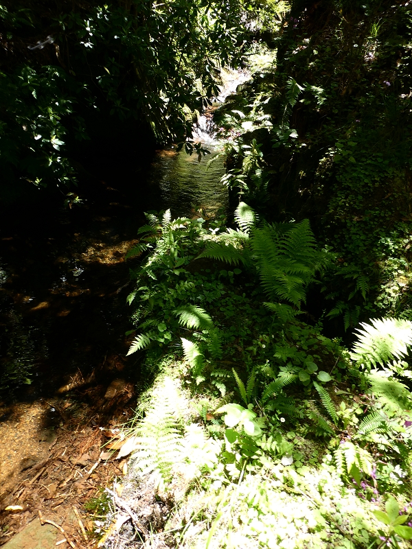 04.07.2018 Rundwanderung entlang und um die Levada dos Marinheiros — Durch Farn, Ginster und Baumheide zur Madre — Foto 47