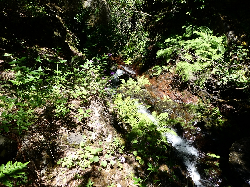 04.07.2018 Rundwanderung entlang und um die Levada dos Marinheiros — Durch Farn, Ginster und Baumheide zur Madre — Foto 48