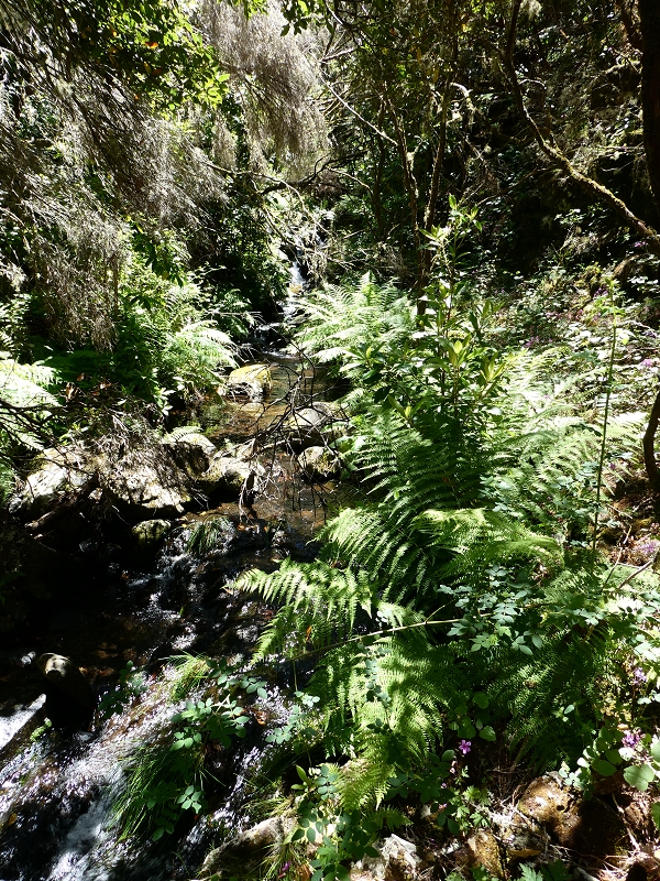 Levada dos Marinheiros — Madre na Ribeira dos Marinheiros — foto 2