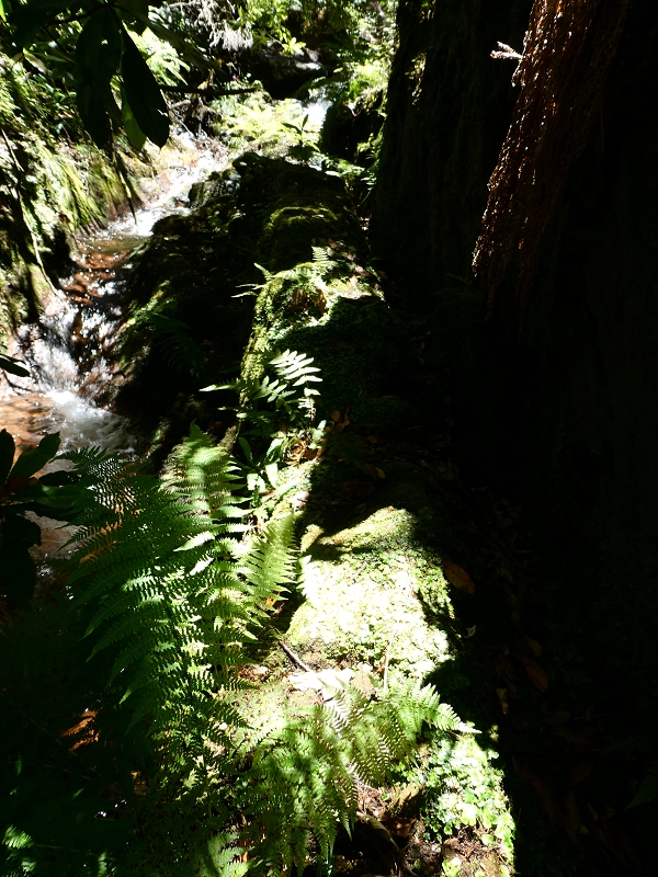 Levada dos Marinheiros — Madre na Ribeira dos Marinheiros — foto 3