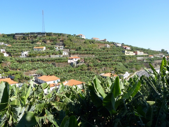 04.08.2013 Levadas dos Piornais und da Faja — Zurück auf der Levada dos Piornais — Foto 11