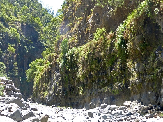 04.08.2013 Levadas dos Piornais und da Faja — Auf der Levada da Faja zwischen Madre und Wasserfallstelle und auf und ab auf dem 1. und 2. Zugangspfad — Foto 8