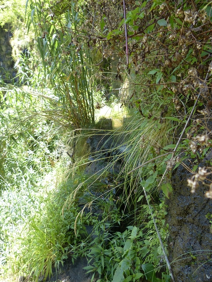 04.08.2013 Levadas dos Piornais und da Faja — Auf der Levada da Faja zwischen Madre und Wasserfallstelle und auf und ab auf dem 1. und 2. Zugangspfad — Foto 14