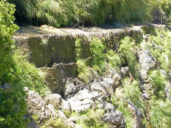04.08.2013 Levadas dos Piornais und da Faja — Auf der Levada da Faja zwischen Madre und Wasserfallstelle und auf und ab auf dem 1. und 2. Zugangspfad — Foto 22