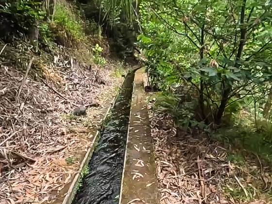 Levada dos Piornais — Até ao segundo caminho de acesso — foto 15