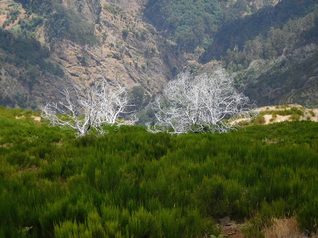 04.08.2015 Pico Grande — Aufstieg auf den Pico Grande — Foto 18