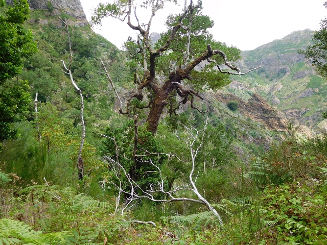 04.08.2015 Pico Grande — Zurück auf dem gleichen Weg — Foto 6