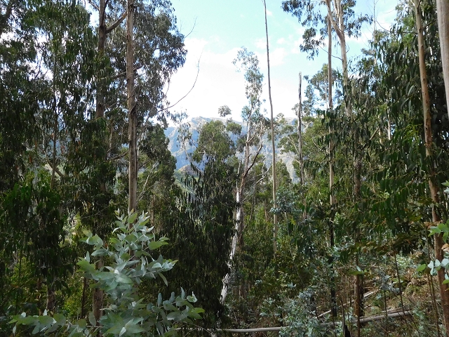 04.08.2015 Pico Grande — Abstieg zum Königsweg — Foto 12