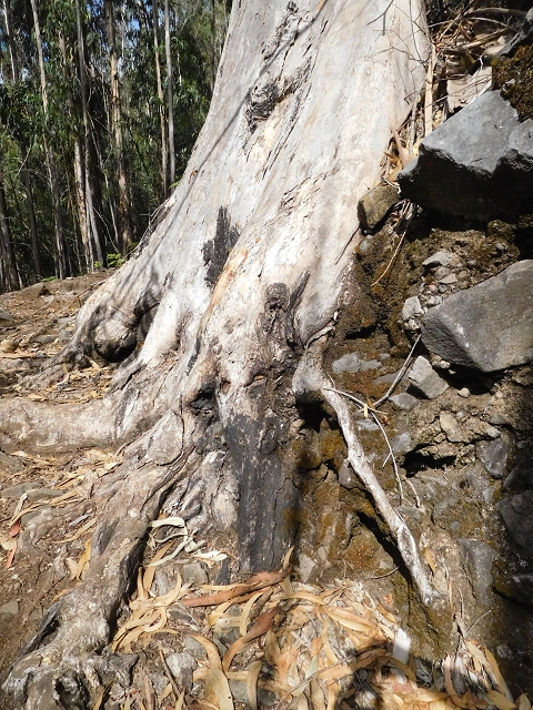 04.08.2015 Pico Grande — Auf dem Königsweg zum Curral do Jangao — Foto 6