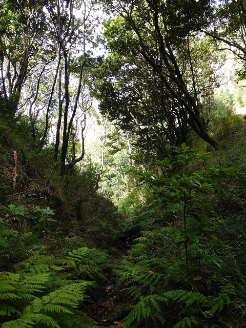04.08.2015 Pico Grande — Auf dem Königsweg zum Curral do Jangao — Foto 9