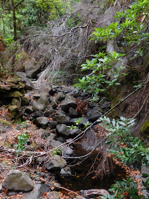 04.08.2015 Pico Grande — Auf dem Königsweg zum Curral do Jangao — Foto 14