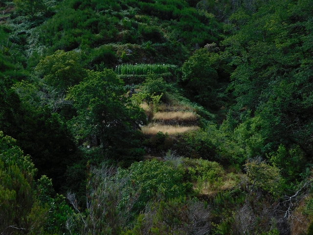 04.08.2015 Pico Grande — Auf dem Königsweg zum Curral do Jangao — Foto 15