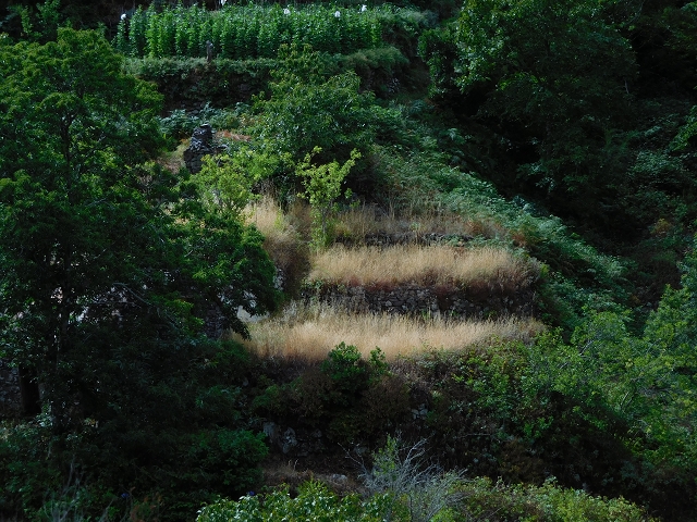04.08.2015 Pico Grande — Auf dem Königsweg zum Curral do Jangao — Foto 16