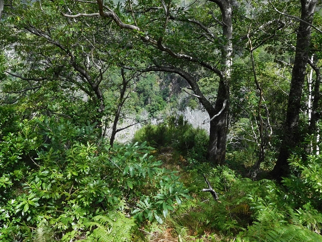 04.08.2015 Pico Grande — Weiter zur Boca do Cerro — Foto 8