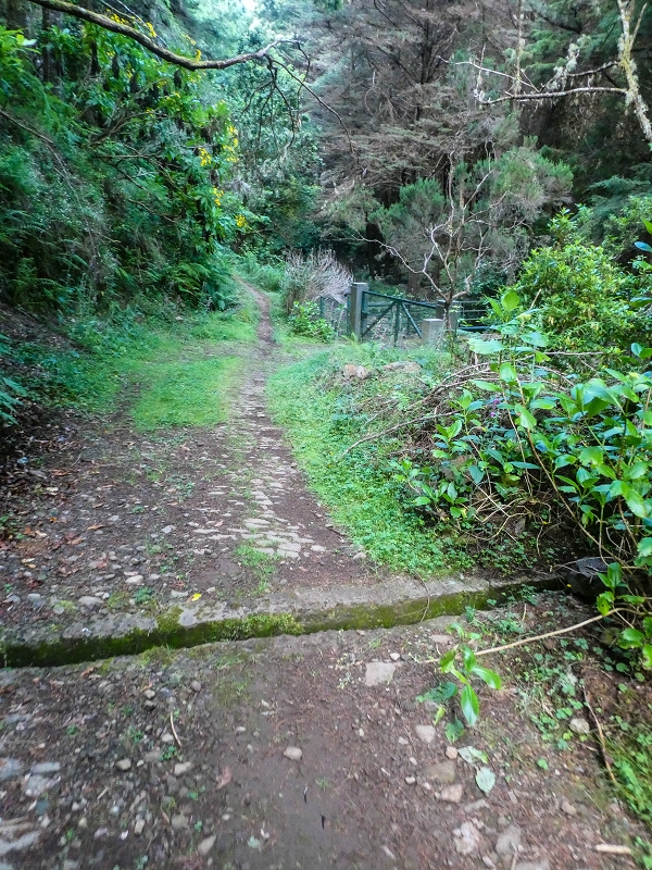 4 August 2021 Exploring a levada in Ribeiro Frio — On the Levada do Posto Aquicola do Ribeiro Frio to the levada junction — photo 1