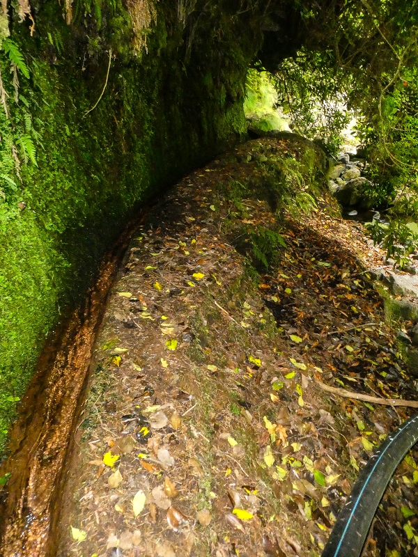 4 August 2021 Exploring a levada in Ribeiro Frio — Through the stream bed as far as the levada bridge — photo 2