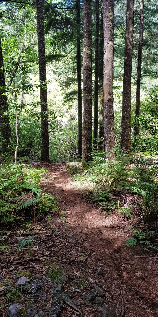 4 August 2021 Exploring a levada in Ribeiro Frio — Descent to the levada junction — photo 4