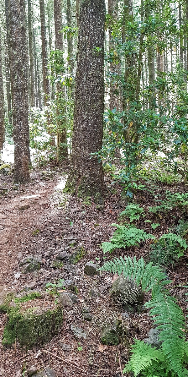 4 August 2021 Exploring a levada in Ribeiro Frio — Descent to the levada junction — photo 5