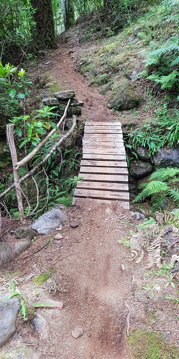 4 August 2021 Exploring a levada in Ribeiro Frio — Descent to the levada junction — photo 6