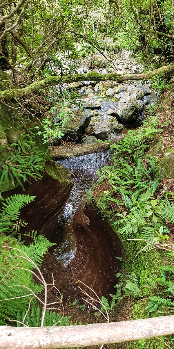 4 August 2021 Exploring a levada in Ribeiro Frio — Descent to the levada junction — photo 7