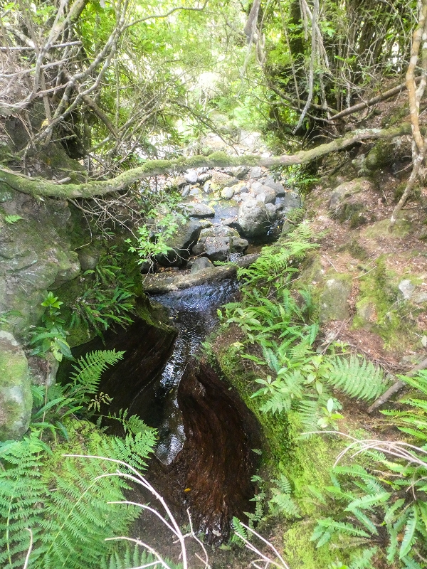 4 August 2021 Exploring a levada in Ribeiro Frio — Descent to the levada junction — photo 8