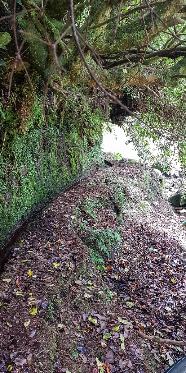 4 August 2021 Exploring a levada in Ribeiro Frio — The lowest stretch once more, for me to enjoy — photo 3