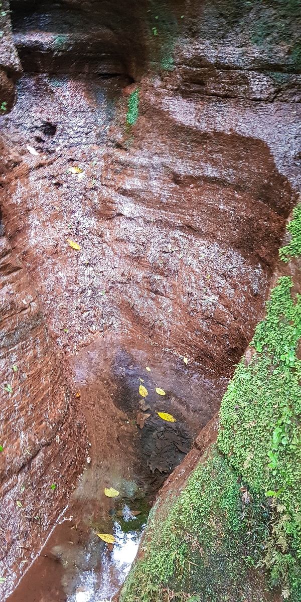 4 August 2021 Exploring a levada in Ribeiro Frio — The lowest stretch once more, for me to enjoy — photo 5