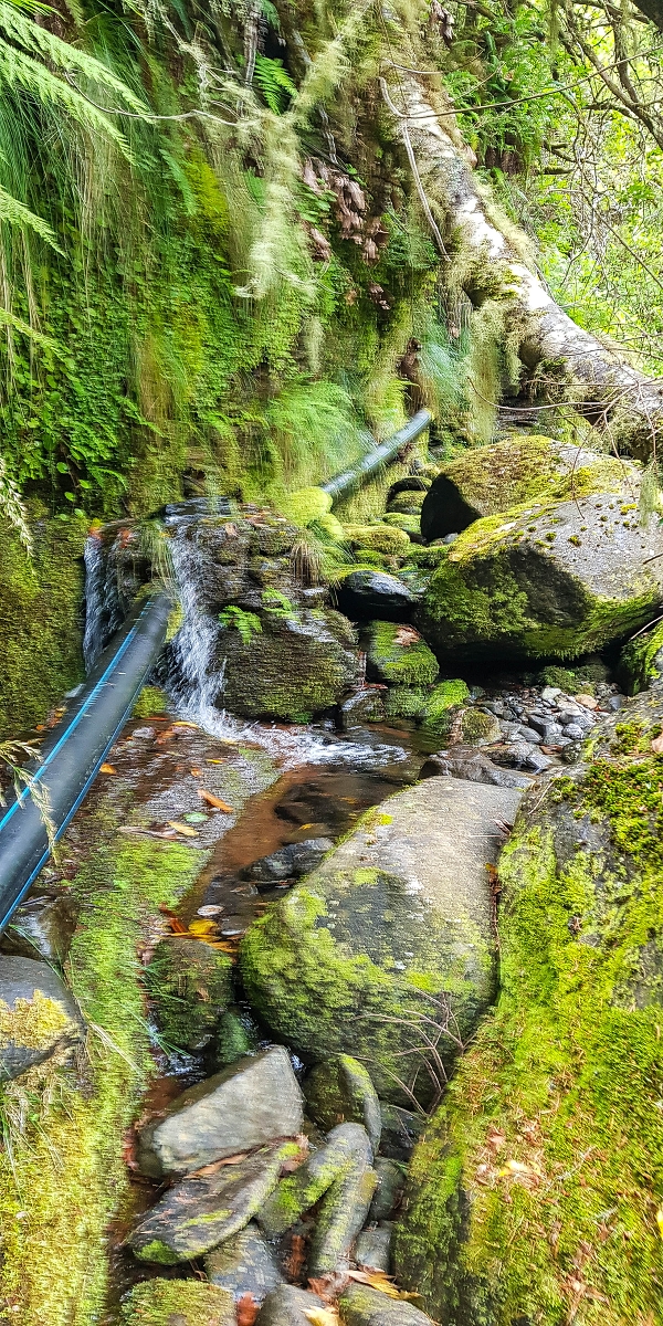 4 August 2021 Exploring a levada in Ribeiro Frio — The lowest stretch once more, for me to enjoy — photo 7