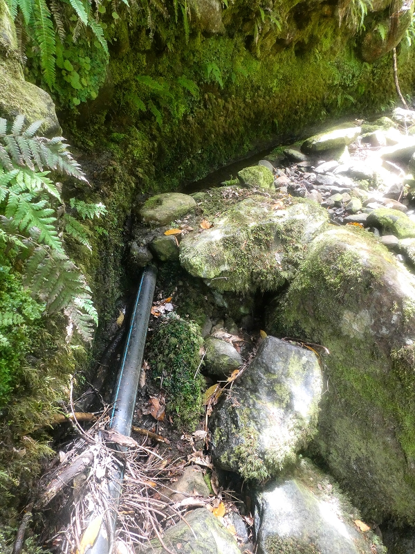 4 August 2021 Exploring a levada in Ribeiro Frio — The lowest stretch once more, for me to enjoy — photo 11