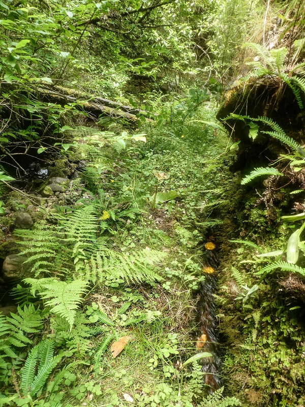 4 August 2021 Exploring a levada in Ribeiro Frio — The lowest stretch once more, for me to enjoy — photo 14
