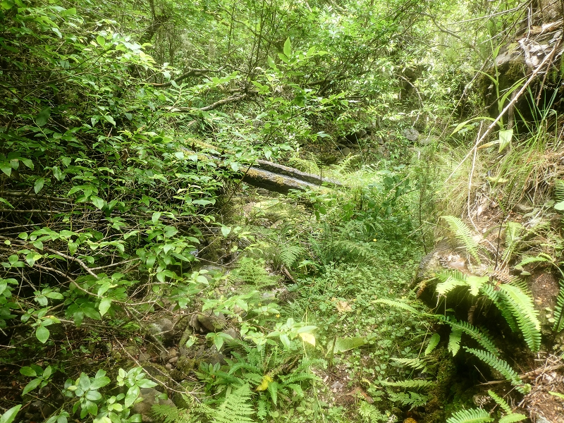 4 August 2021 Exploring a levada in Ribeiro Frio — The lowest stretch once more, for me to enjoy — photo 15