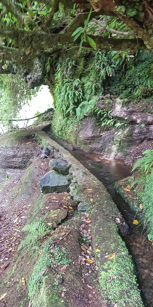 4 August 2021 Exploring a levada in Ribeiro Frio — The lowest stretch once more, for me to enjoy — photo 17