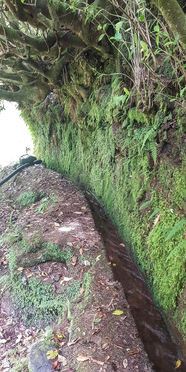 4 August 2021 Exploring a levada in Ribeiro Frio — The lowest stretch once more, for me to enjoy — photo 18