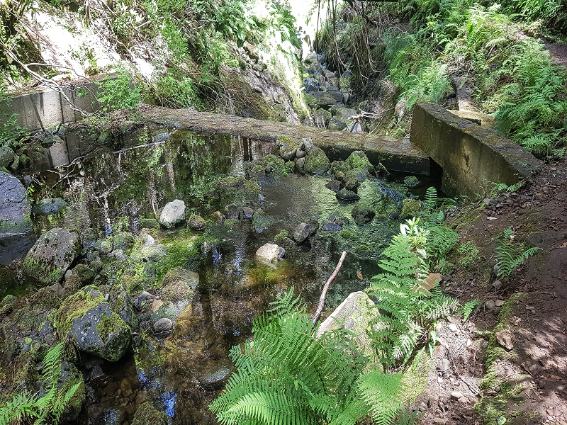 4 August 2021 Exploring a levada in Ribeiro Frio — Back to the start — photo 3
