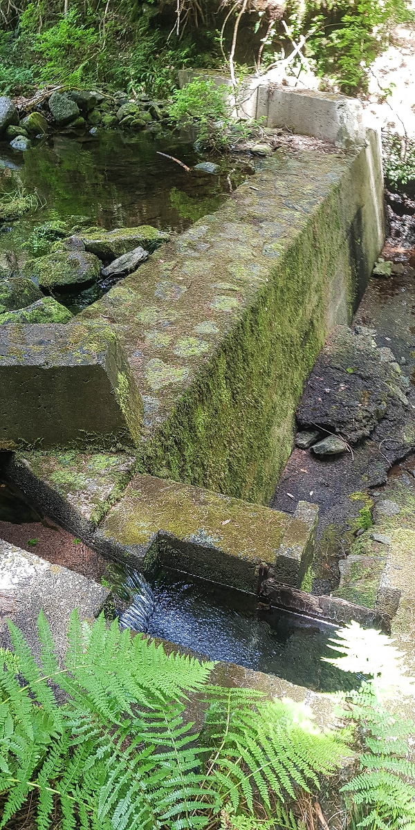 4 August 2021 Exploring a levada in Ribeiro Frio — Back to the start — photo 4