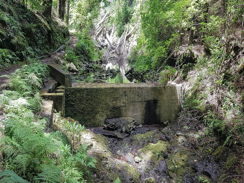 4 August 2021 Exploring a levada in Ribeiro Frio — Back to the start — photo 5