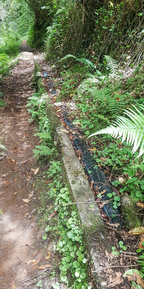 4 August 2021 Exploring a levada in Ribeiro Frio — Back to the start — photo 8